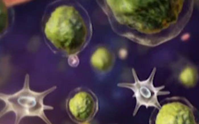 Medical Animation: Acute Lymphocytic Leukemia